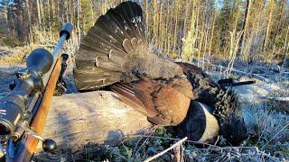 Metsäkanalinnun Metsästys Capercaillie Hunting 2022