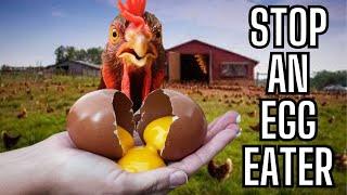 How To Stop An Egg Eater Do this One Thing to Stop Your Chickens from Wasting Your Eggs Farm Life