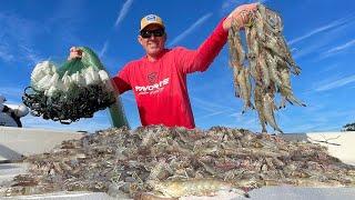 Catching Thousands of Wild Shrimp in a Huge Cast Net Catch Clean & Cook