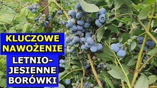 Kluczowe Nawożenie Borówki amerykańskiej Letnio - Jesienne. Jak i kiedy nawozić Borówkę Latem Uprawa