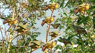 jangan di coba suara burung punai ini punai hutan datang semua