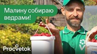 ПЕРВАЯ ВЕСЕННЯЯ ПОДКОРМКА И ОБРАБОТКА МАЛИНЫ от которой зависит урожай