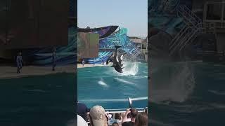 4 Orcas springen gemeinsam im SeaWorld CALIFORNIA