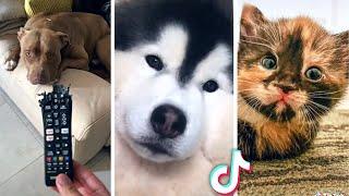 Funniest ANIMALS & Cutest PETS  Best Compilation 