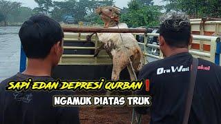 SAPI EDAN DEPRESI QURBAN️MENGAMUK DIATAS TRUK