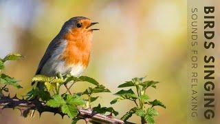 Birds Singing - 4 Hour Bird Sounds Relaxation Soothing Nature Sounds Birds Chirping