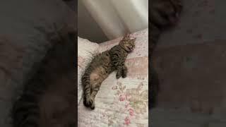 KEDİ HORLAMASI  HORLAYAN KEDİ  UYUYAN KEDI  KOMIK HAYVAN VIDEOSU HORLAYAN HAYVANLAR KOMIK KEDILER