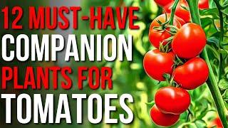 12 Companion Plants For Tomatoes  What To Plant With Tomatoes