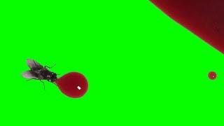 Fly Drinks Blood stage blood Flies Away - Green Screen +Blue & Brown Liquid