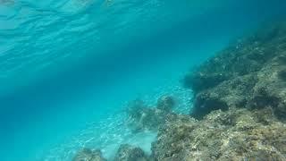 Portinax Ibiza snorkeling