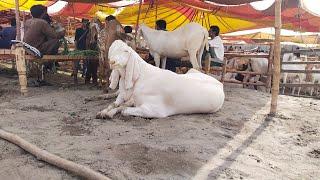 Bohat Deal Hoe Hain Aj  Lahore Mandi  Qurbani 2023  Rajanpuri Makhi Chena Khasi Bakre Bakra Eid