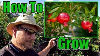 How To Grow An Abundance Of Pomegranates At Home  Gardening Tips That Work