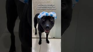 Arrume-se comigo para a minha festa de aniversário de 2 anos  #cachorro #pitbull #aniversario