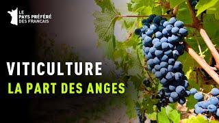 Viticulture La part des anges - Documentaire Gastronomie et Art de vivre - MG