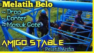 Melatih Kuda Belo Drap Canter dan Masuk Gate Amigo Stable  Pikatan Wonodadi Blitar.
