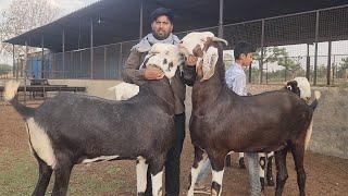 The Tiger Of Sikar Rajasthan  Top Palehue Bakre Of Shakila Goat Farm Rajasthan.