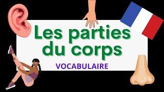 Les parties du corps  Parts of the body  French vocabulary