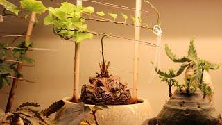 Dioscorea elephantipes vine timelapse