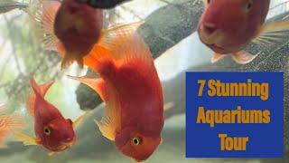 Meet My 7 Aquariums   A Tour of My Aquatic World