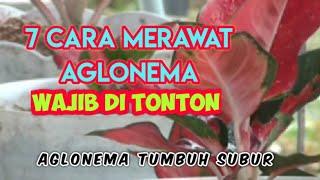 7 Cara Merawat Tanaman Aglaonema Agar Tumbuh Subur Dengan Baik