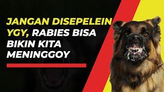 Mengenal Rabies Penyakit Anjing Gila yang Juga Bisa Datang dari Kucing dan Kera