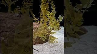 LEAFY SEADRAGON - FANTASTIC OCEAN CREATURES - OCEANÁRIO DE LISBOA - 4K - 2024