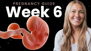 6 Week Pregnancy  Week By Week Pregnancy