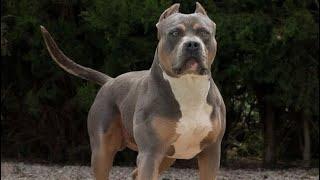 How to know if you have a REAL American bully