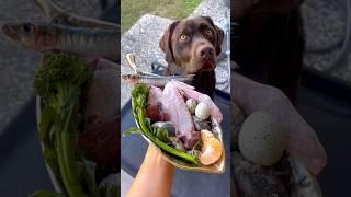 #rawfeeding #rawfeddog #rawfed #rawdogfood #barfdiet #barf #caninenutrition #dogasmr #dogmukbang