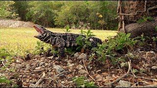 Tegu Attacks Dog 01