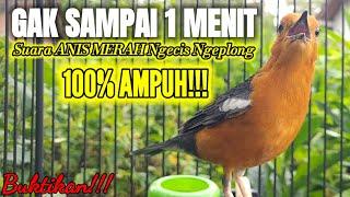 GAK SAMPAI 1 MENIT SUARA ANIS MERAH NGECIS NGEPLONG 100% AMPUH MENAIKKAN BIRAHI ANIS YANG MACET