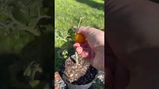 First backyard garden harvest of the year #backyardgardening #garden #gardentomatoes #plant