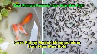 Buat Pemula Inilah Cara Paling Mudah Mengawinkan Ikan Hias Mas Koki