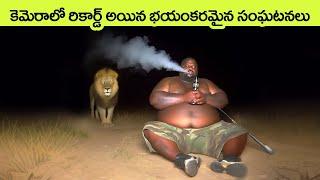 Rare & Scary Animal Encounters  wild animal encounters  facts in telugu  virinchi facts