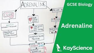 How Adrenaline Makes You Stronger & Faster - GCSE Biology  kayscience.com