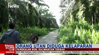 Diduga Kelaparan Orang Utan Masuk Permukiman Warga di Pangkalan Bun Kalteng #iNewsSore 2502