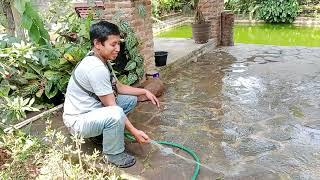 Bikin taman subur dan bersih kinclong di saat kemarau - kebun ijah