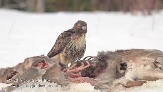 Red-tailed Hawk Eating Deer - 4k