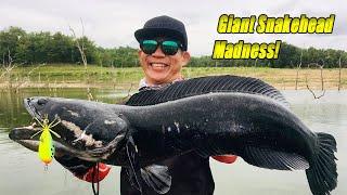 Topwater Madness with Rapala BX Skitter Frog  Giant Snakehead Toman Fishing