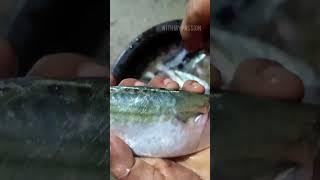 അയല വൃത്തിയാക്കുന്നത്   Fish Cleaning