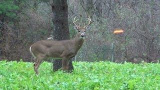 Big 8 Point Buck Hunt 2012 PA Archery