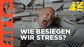 Brauchen wir mehr Stress?   42 - Die Antwort auf fast alles  ARTE