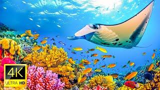 Exploring The Coral Reefs In 4K ULTRA HD - The Colors Of The Ocean Tropical Fish