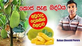 කොස් පැල බද්දය නිවැරදිව  How to bud a jack fruit tree  ROHAN GLENSHIL PERERA