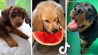 Most Viral DOGS on the internet  Funniest PUPPIES Compilation 