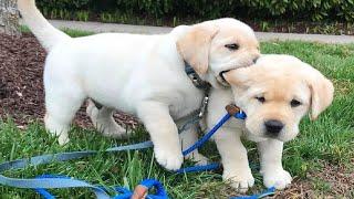 Funniest & Cutest Golden Retriever Puppies #27 - Funny Puppy Videos 2019