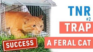 Successful story How to Trap a Feral Cat 101  TNR  Recommendations