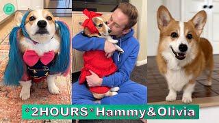 *2 HOURS* Hammy & Olivia Corgi New TikTok Videos 2024 Hammy and Olivia TikTok Compilation