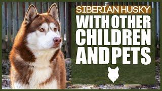 SIBERIAN HUSKY WITH CHILDREN AND PETS