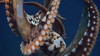 Catching OctopusTako Diving For Ulua Fishing Hawaii SpearfishingHawaii Fishing 2018